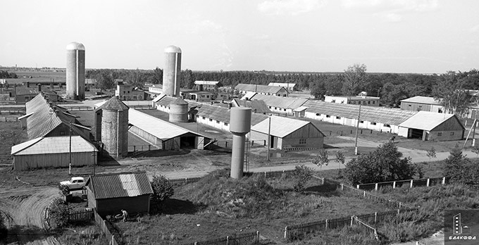 Животноводческий комплекс колхоза «Новый путь» Кобринского района, 1973 г. Брестская обл., Фототека редакции газеты «Камуністычная праца», В.Колесников-стр. 0